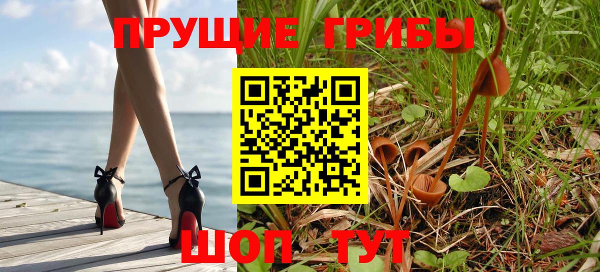 Касимов  Галлюциногенные грибы Psilocybe  Вход с VPN 